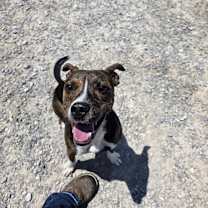 Thumbnail photo of Waboose #1