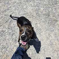 Thumbnail photo of Waboose #2