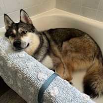 adopt-pet