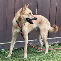 adopt-pet