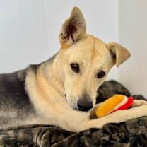 Thumbnail photo of Jax #3