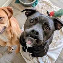 Thumbnail photo of Guinness #4