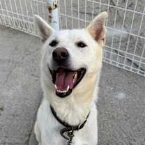 adopt-pet