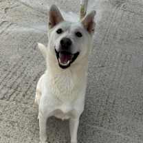 adopt-pet