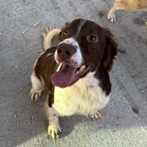adopt-pet