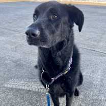 Thumbnail photo of Roxie #3