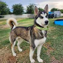 Thumbnail photo of CINAMON #1