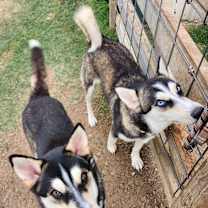 Thumbnail photo of CINAMON #4