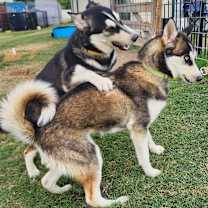 Thumbnail photo of KODIAK #4