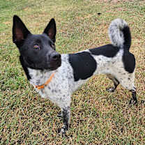 Thumbnail photo of ROMEO #1