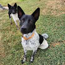 Thumbnail photo of ROMEO #2