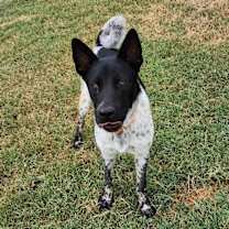 Thumbnail photo of ROMEO #3