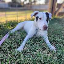 Thumbnail photo of TIKA #1