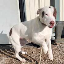 Thumbnail photo of TIKA #4