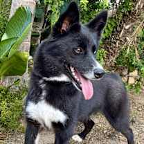 Thumbnail photo of Prada #4