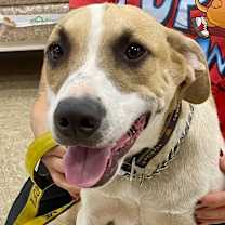 Thumbnail photo of Jasper #2