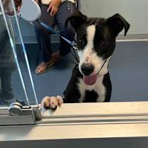 Thumbnail photo of Rumi #2