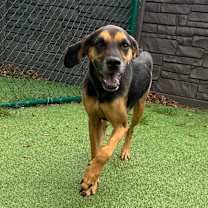 Thumbnail photo of Copper 9919 #2