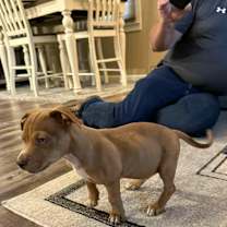 Thumbnail photo of Dozer #3