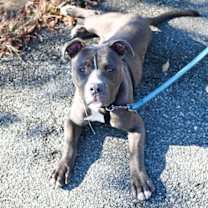 Thumbnail photo of DA 47 Lu Lu #1