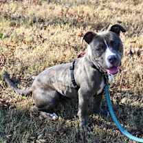 Thumbnail photo of DA 47 Lu Lu #2