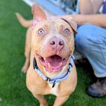 Thumbnail photo of Buttercreme Biscuits #1