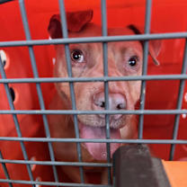 Thumbnail photo of Buttercreme Biscuits #2