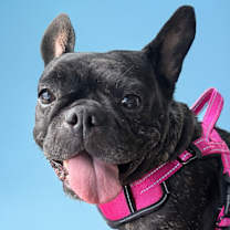 adopt-pet