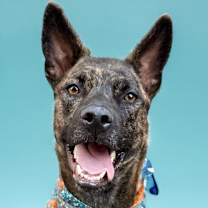 adopt-pet