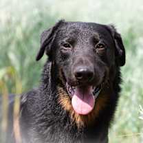 adopt-pet
