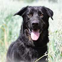 adopt-pet