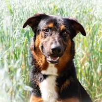 adopt-pet
