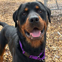 adopt-pet