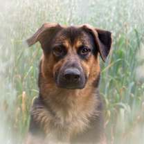 adopt-pet