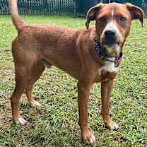 Thumbnail photo of Donut #2