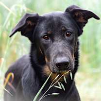 adopt-pet
