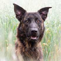 adopt-pet
