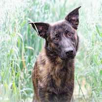 Thumbnail photo of Rex #2