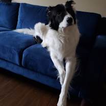 Thumbnail photo of Oliver #3