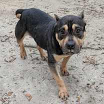 Thumbnail photo of Queen #2