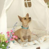 Thumbnail photo of Rusty #3