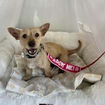 Thumbnail photo of Rusty #4