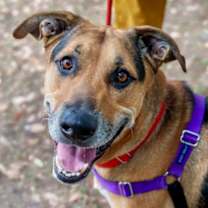 Thumbnail photo of Scooby Doo #1