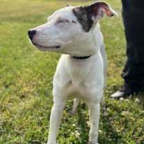 Thumbnail photo of Galaxy #2