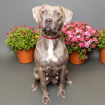 Thumbnail photo of Melody #2