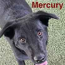 Thumbnail photo of Mercury #1