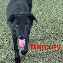 Thumbnail photo of Mercury #2