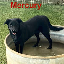 Thumbnail photo of Mercury #3