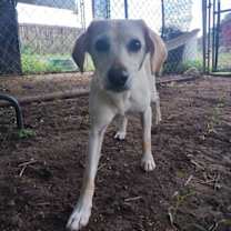 Thumbnail photo of Indi #3