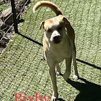 Thumbnail photo of Bixby #3